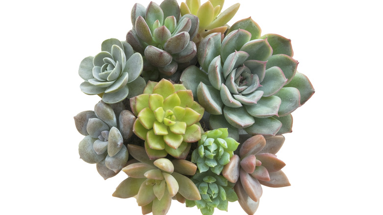 rose succulent and more