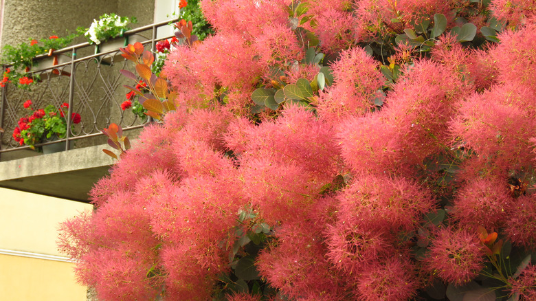 thumbnail image 2 of Cotinus Coggygria Atropurpurea 'Purple Smoke Tree' Seeds - Ornamental Plant 2 of 2