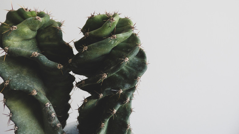 Two twisted spiral cactuses 