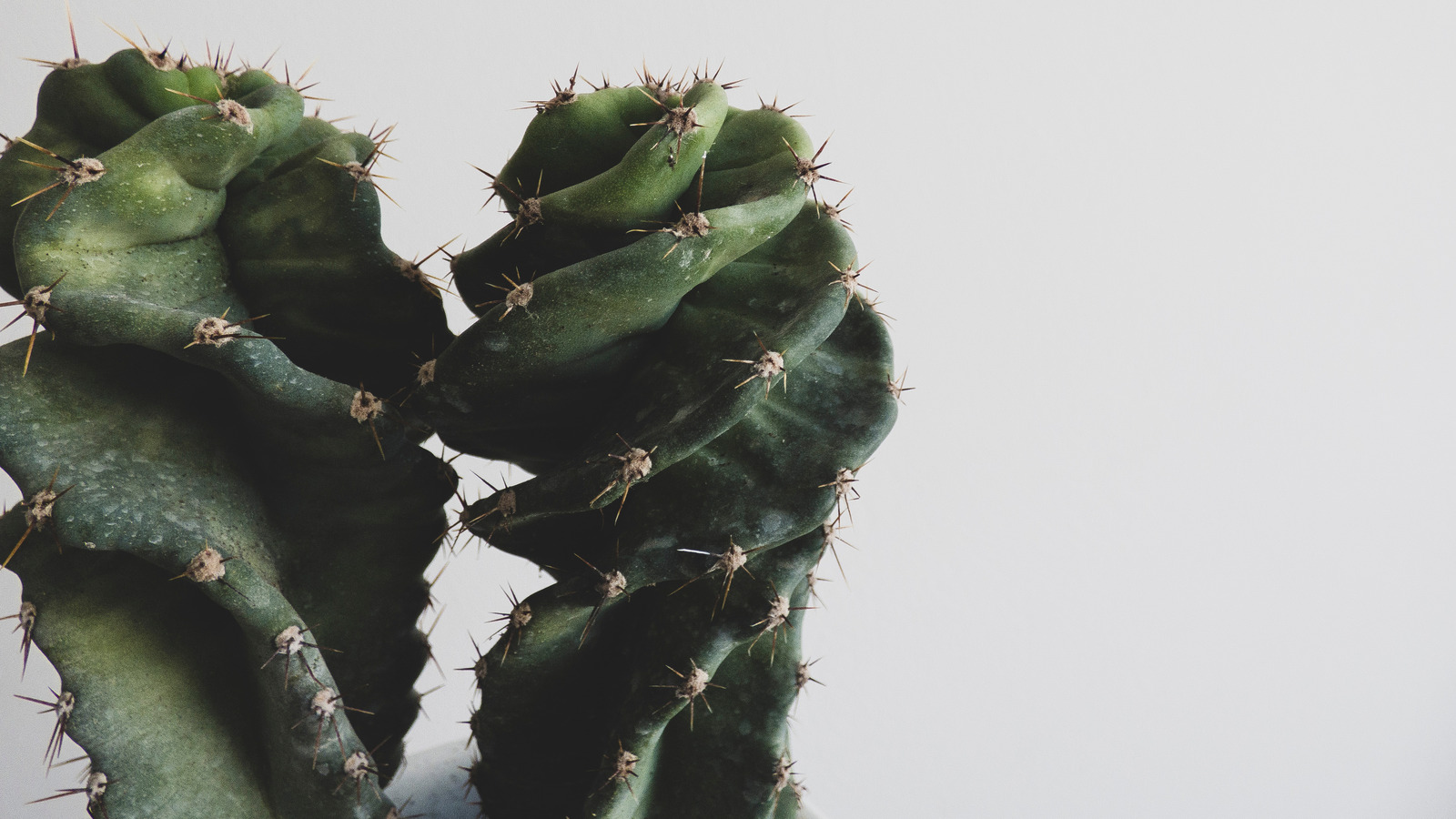 How To Care For A Spiral Cactus