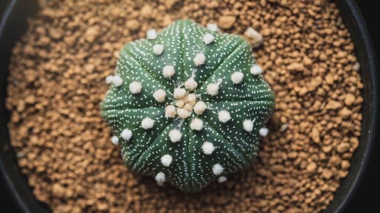 Astrophytum asterias close up