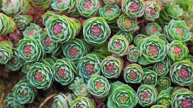 stonecrop succulent sedum rosette