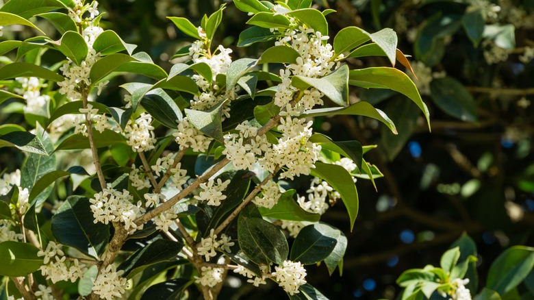 White flowers on the shrub