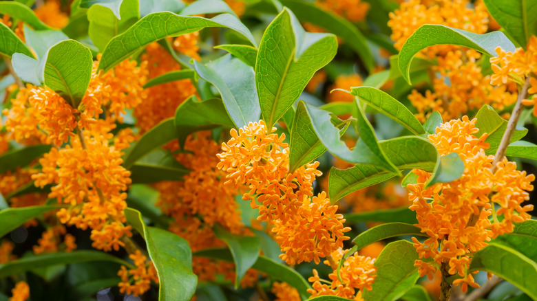 Orange osmanthus flowers in bloom