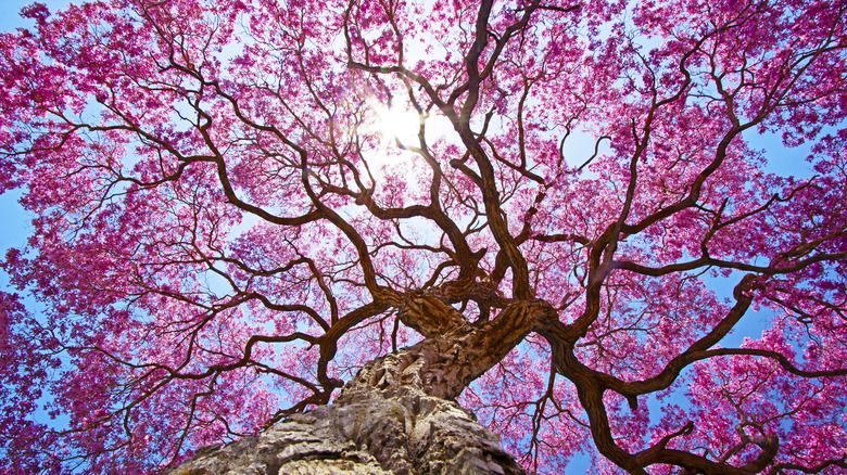 Pink tabebuia tree and trunk