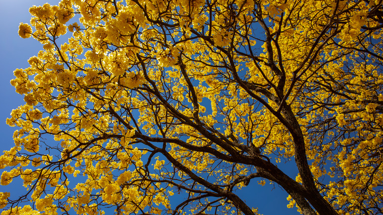 Yellow tabebuia tree leaves