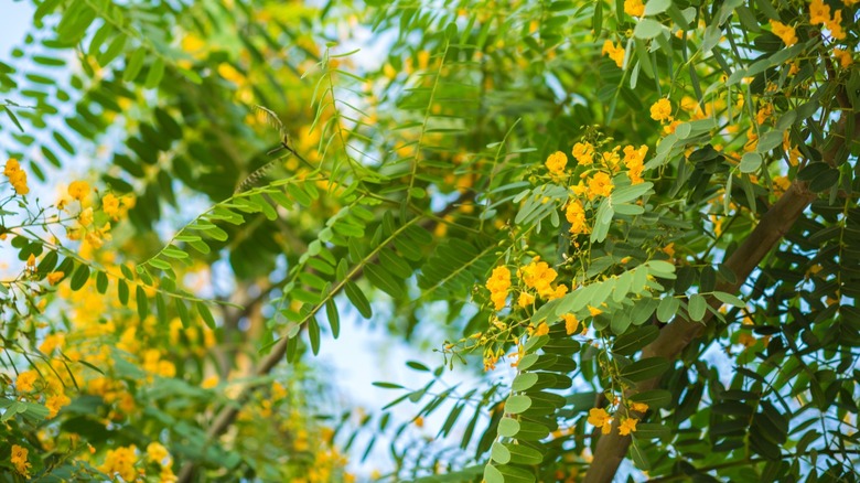 Tipu tree leaves and flowers