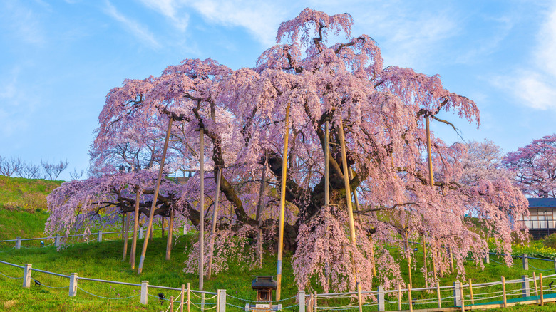 Weeping cherry tree in garden