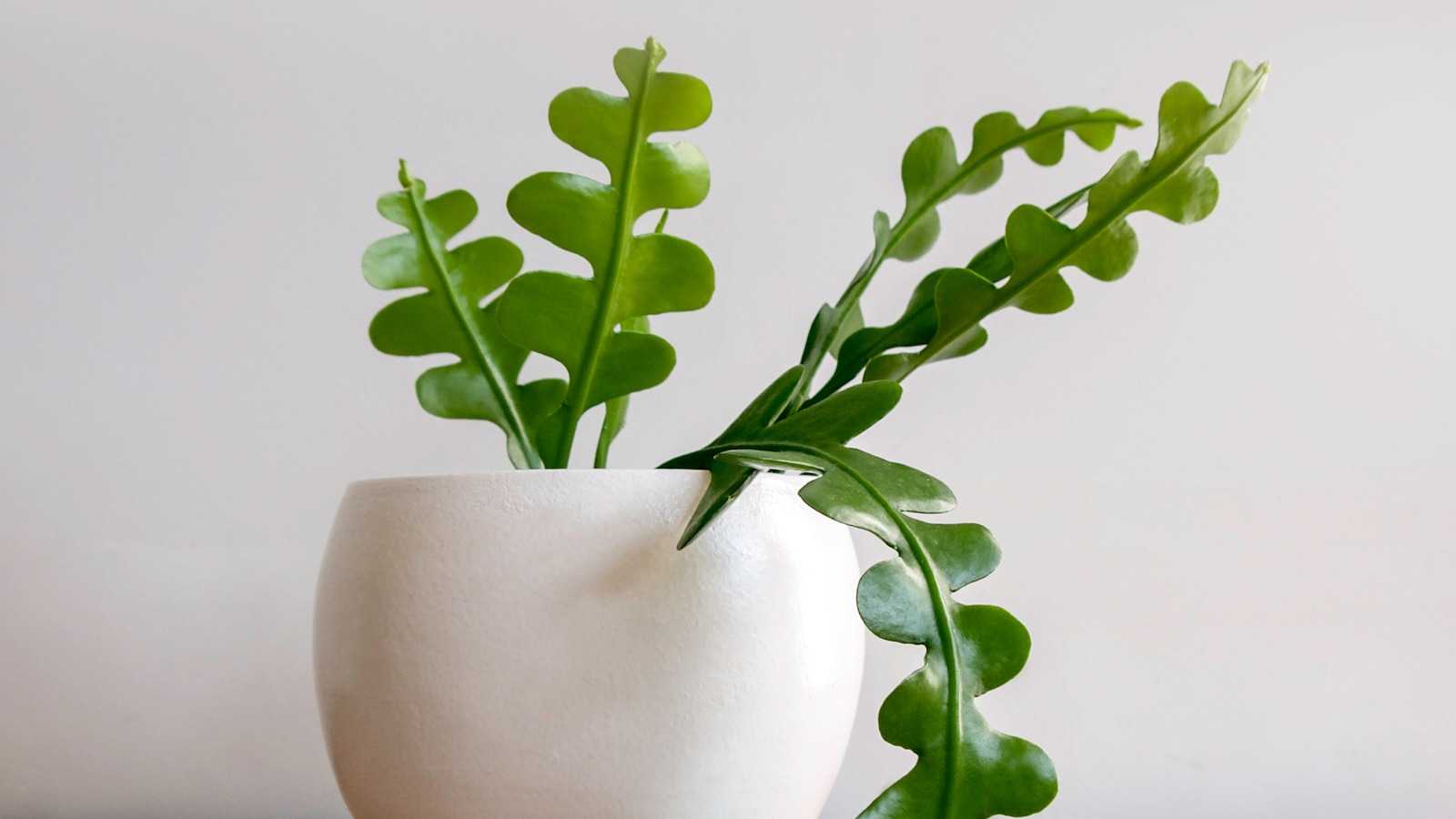 How To Care For A Zig Zag Cactus