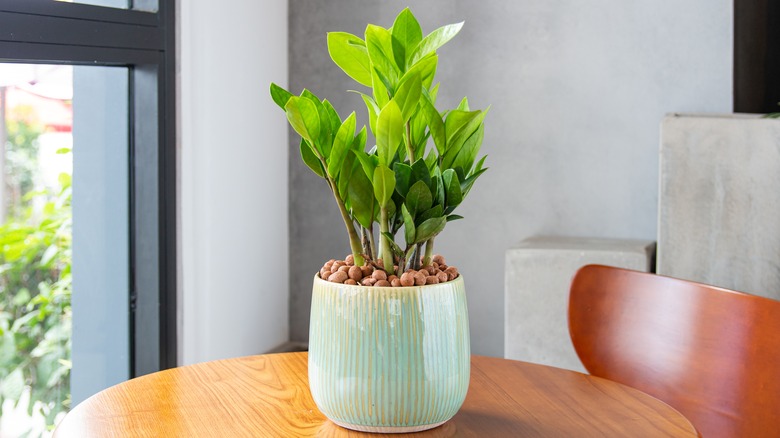 zz plant in teal striped pot