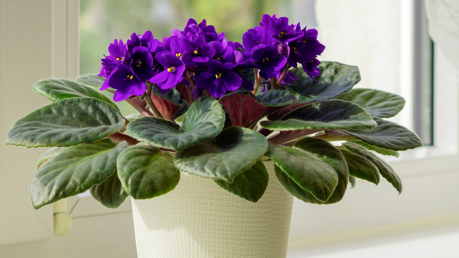 Mini African Violet Toy Castle Variegated 2 inch White Purple Flower –  Harmony Foliage, image size:1600x899