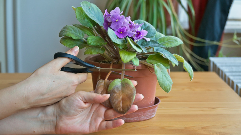 Woman using scissors to remove dead leaves of an African violet plant