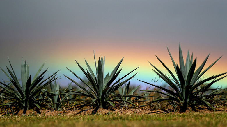 Agave plants