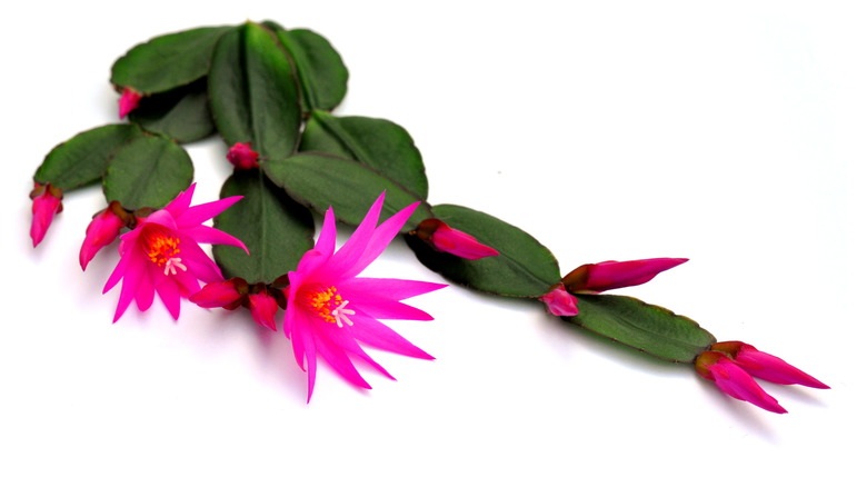 branch of Easter cactus 