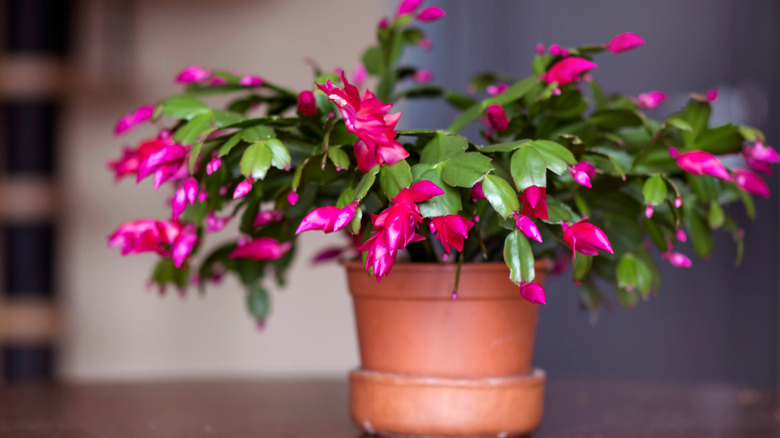 Easter cactus sitting in pot