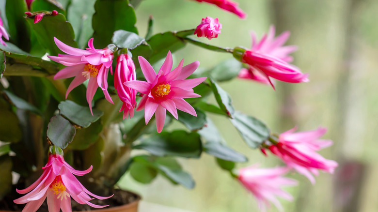pink Easter cactus