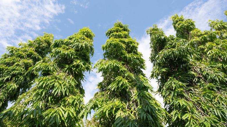 Row of Indian mast tree