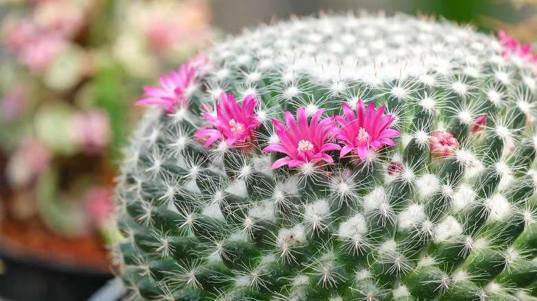 potted flowering old lady cactus