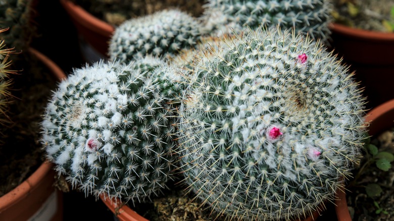 many potted old lady cacti