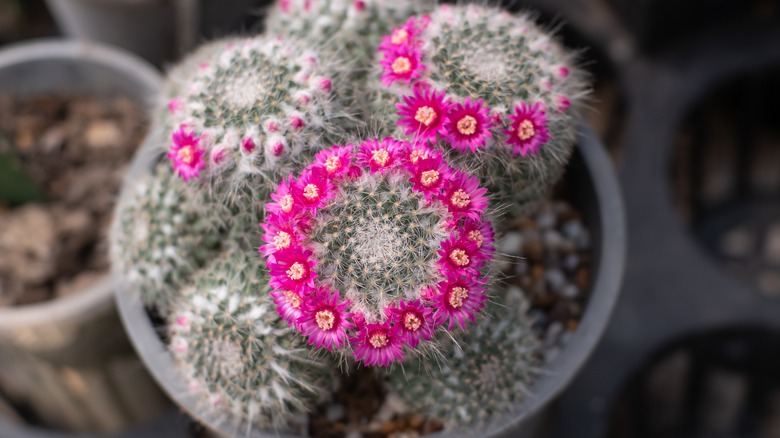 mammillaria hahniana with many stems