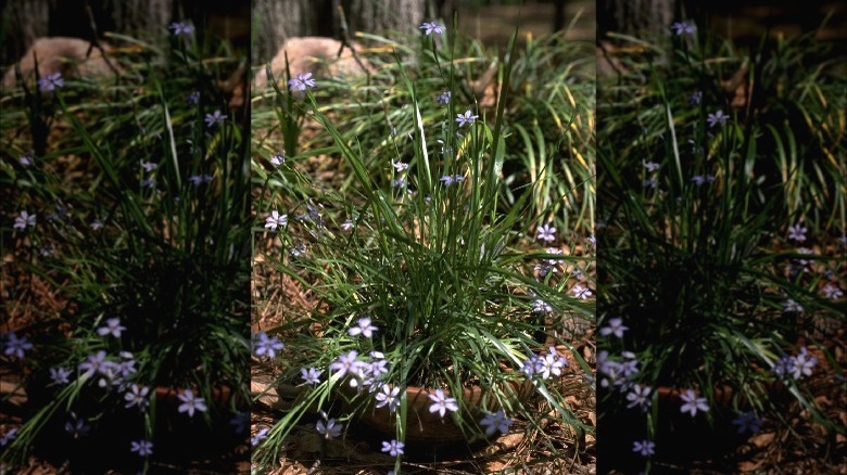 Blue-eyed grass in pot