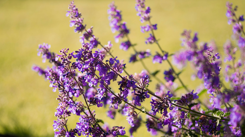 purple catmint blossoming