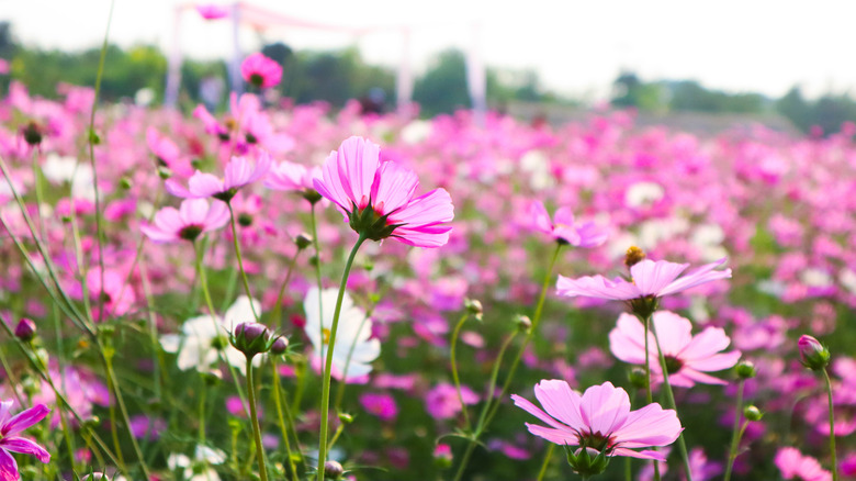 field of pink cosmos flowers