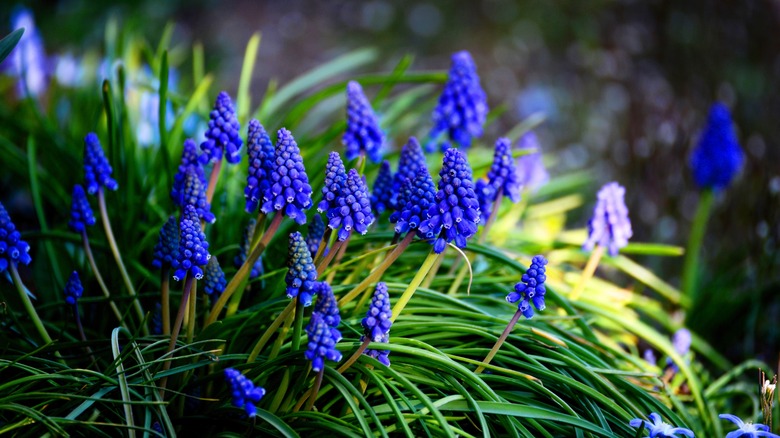 Blue grape hyacinths