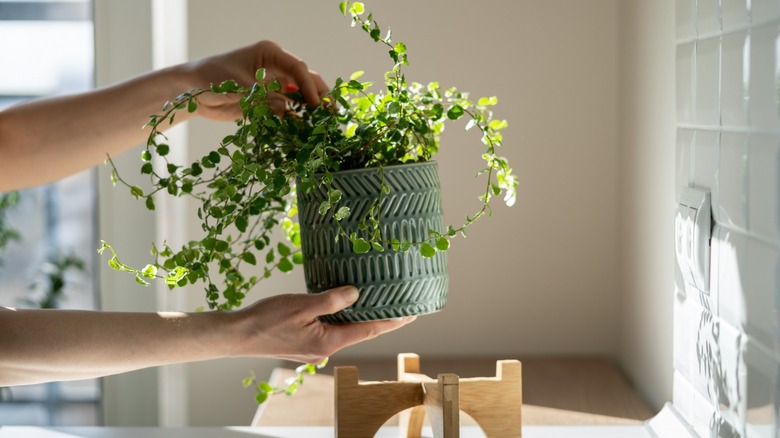 Woman caring for houseplant 