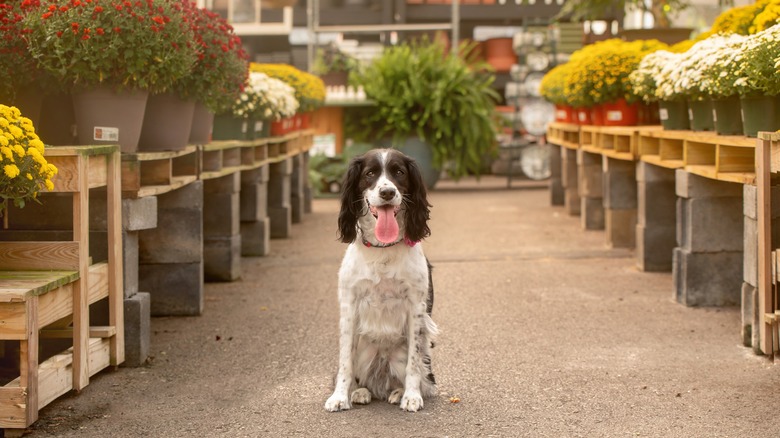 Dog between potted flowers