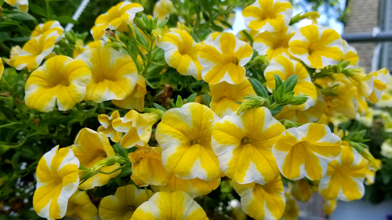 Calibrachoa Lemon Slice