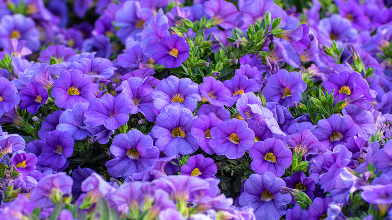 Purple calibrachoa in garden