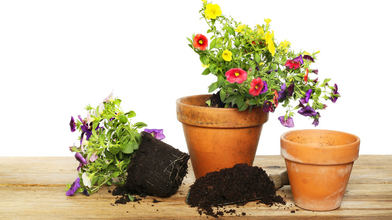 Flowers and potting supplies