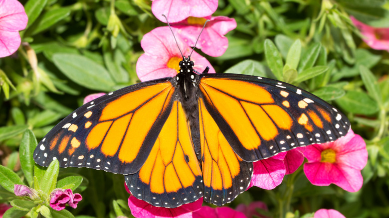 Butterfly on million bells flowers