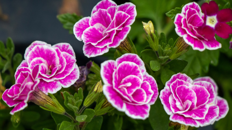 Calibrachoa Doublette Love Swept