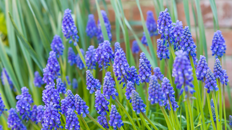 blue muscari flowers