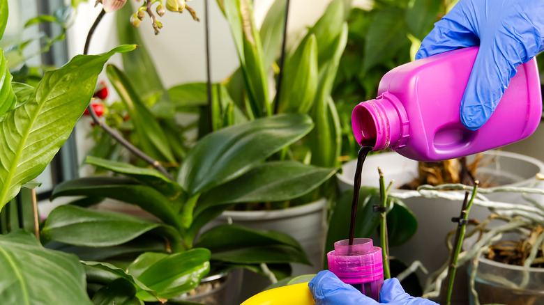 Woman fertilizes orchids