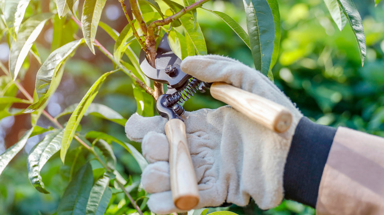 a person pruning a peony plant