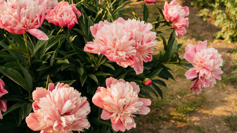 big blooms of peonies