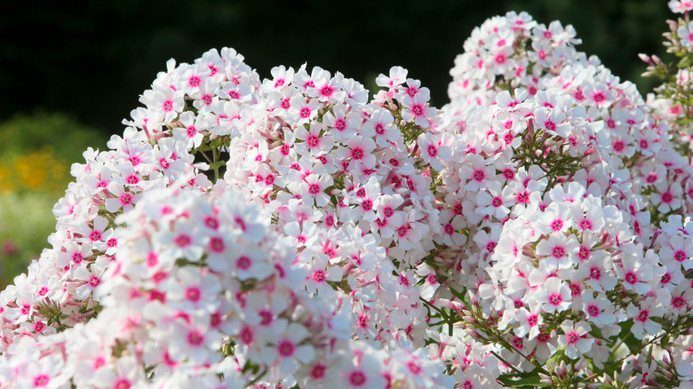 white and pink phlox flowers