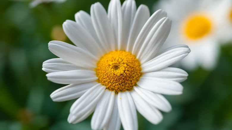 single shasta daisy bloom