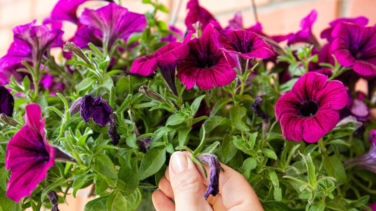 How To Care For SpringBlooming Bulbs After The Flowers Die