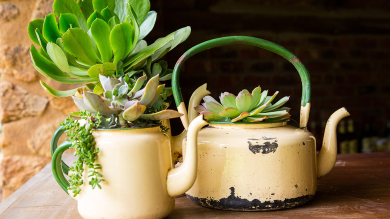 Outdoor succulents planted in teapots