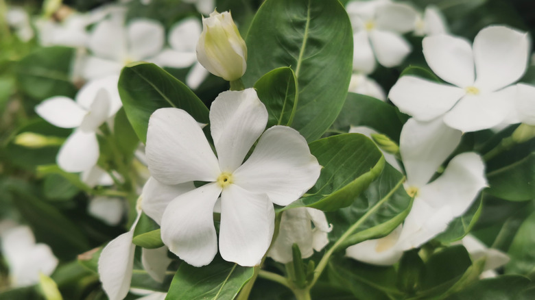 Beautiful white vincas