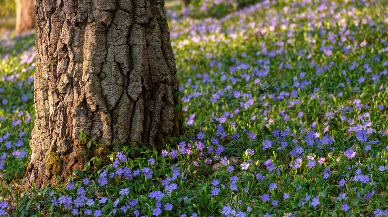 Vincas under a tree