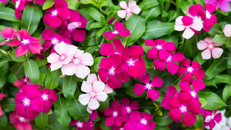 Pink and megenta vinca flowers