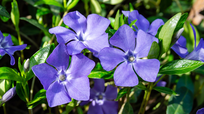 Vinca or periwinkle flowers