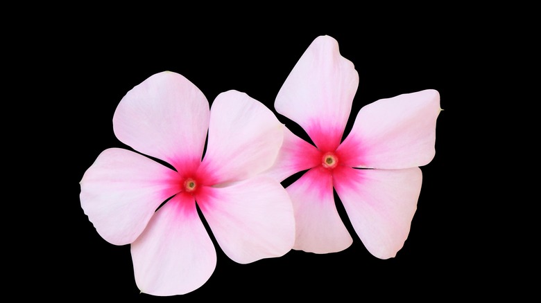Vinca or periwinkle flowers