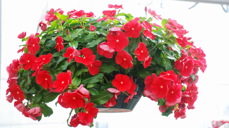 Potted red vincas