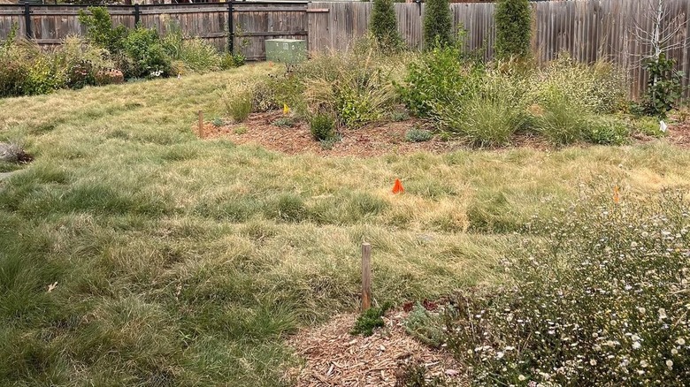 Fenced backyard with buffalo grass